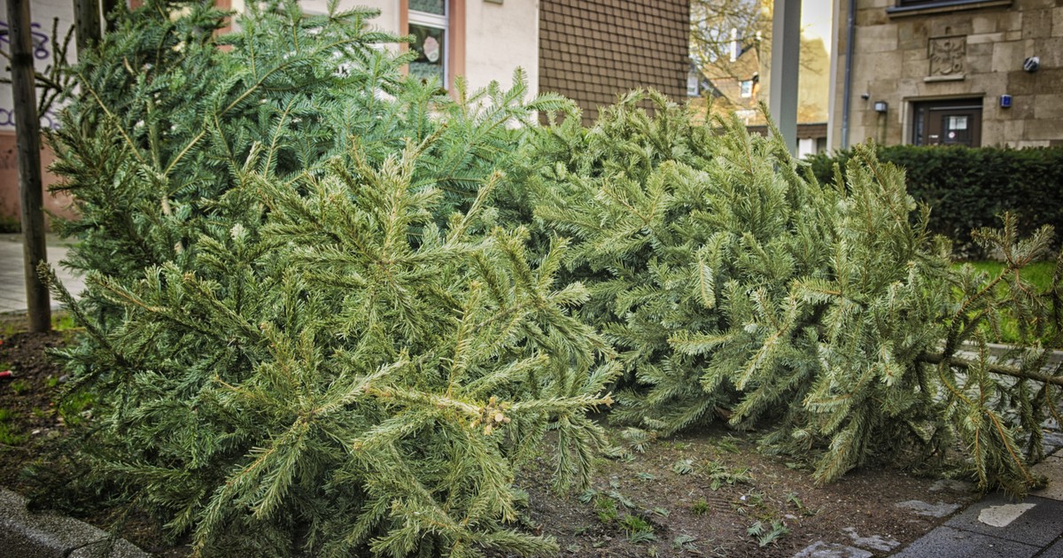 Wann Wird Der Tannenbaum Abgeholt Wo und wann in der Region werden die Tannenbäume abgeholt | Radio Ton