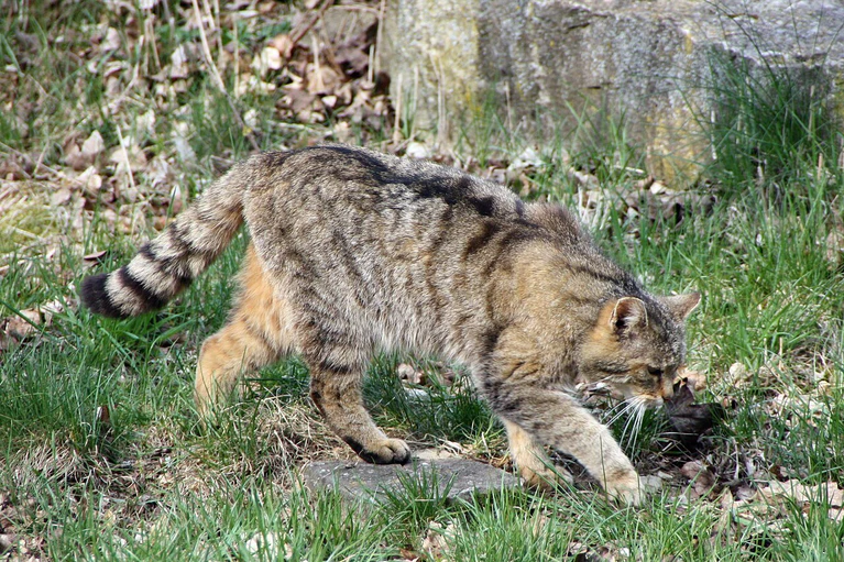 Europäische Wildkatze im Wildpark Bad Mergentheim — © Schorle/Wikimedia Commons (CC BY-SA 3.0)