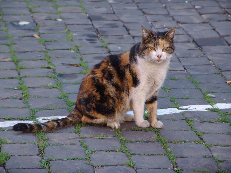 Eine getigerte Katze sitzt auf Pflastersteinen. — © Symbolbild td / pixelio.de