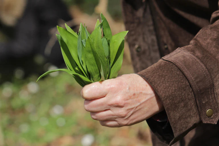 Ein Mensch hält ein Büschel Bärlauchblätter in der Hand. — © Symbolbild angieconscious/pixelio.de