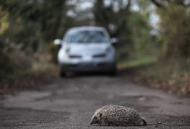 Ein Igel sitzt auf der Straße und ein Auto nähert sich im Hintergrund — © Symbolbild IMAGO / Nature Picture Library